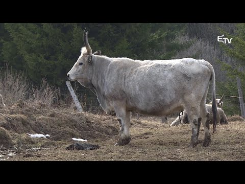 Tájkép: szürkemarha tartás, kenyérsütés és székely sör – 2019. április 8.