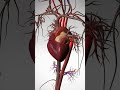 See The Wonder Of Your Beating Heart 3D Animation