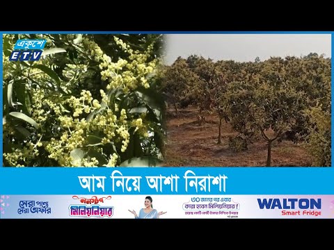ঠাকুরগাঁওয়ে আম গাছে ভরপুর মুকুল, উল্টো চিত্র মেহেরপুরে