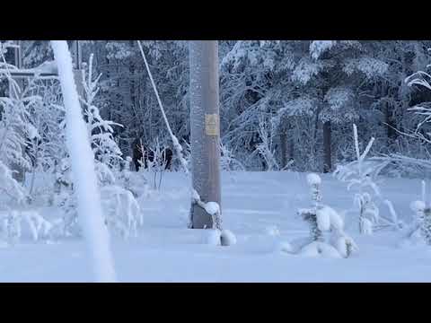 Älgarna demonstrerar