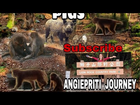 Monkey Mountain p2 | wild boars is waving