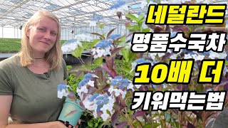명품수국차 평생 집에서 따먹는 6가지 방법