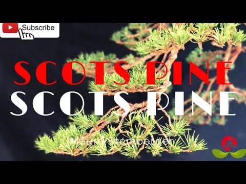 SCOTS PINE
