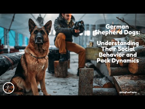 German Shepherd Dogs: Understanding Their Social Behavior and Pack Dynamics