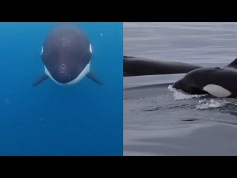 Fotógrafo faz registro impressionante de grupo de orcas em Ilhabela