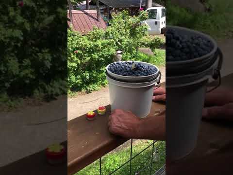 download lagu mp3 mp4 Chickadee Blueberry, download lagu Chickadee Blueberry gratis, unduh video klip Chickadee Blueberry