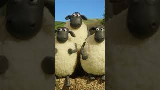 Download lagu How high can sheep bounce? 🤔🐑 Championsheeps #shorts #shaunthesheep #sports mp3