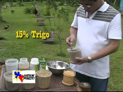 HATAW PINOY   Dr  Teddy Tanchanco feed regimen 21 days keep