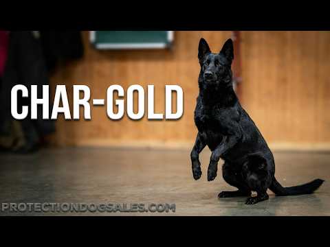 The Golden Boy "Char" Demonstrating His Skills 