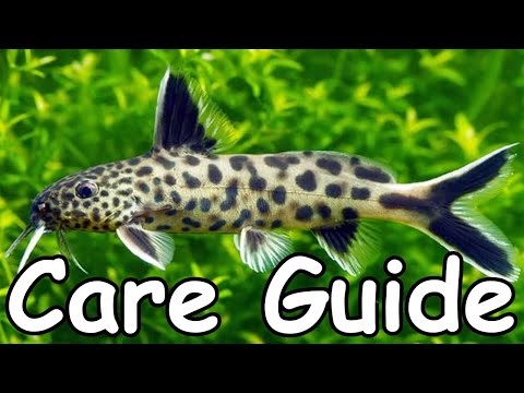 Synodontis petricola & lucipinnis — sprievodca chovom