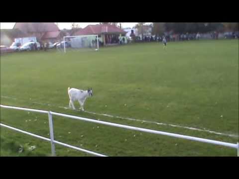Koza na boisku w Dziewiętlicach (A goat on the pitch)