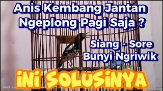 Download lagu The Right Solution for the Anis Kembang: It Only Makes a Ngeplong Sound in the Morning Without Fo... mp3 Download lagu The Right Solution for the Anis Kembang: It Only Makes a Ngeplong Sound in the Morning Without Fo... mp3