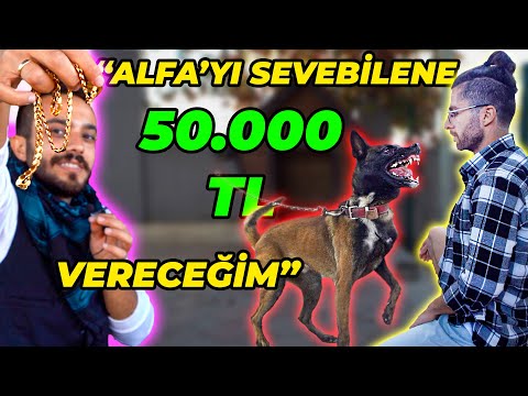 "SONER, IF YOU CAN PET MY DOG'S HEAD, I WILL GIVE HIM A GOLD NECKLACE" (Value: 50,000 TL)