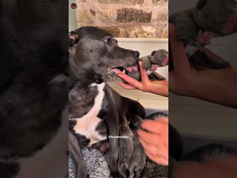 Tomy’s First Steps Into Motherhood 😍 #shorts