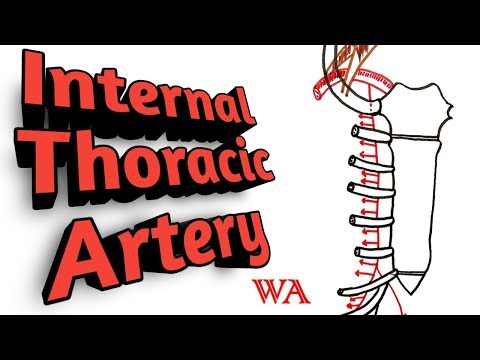 Internal Thoracic Artery [World of Anatomy]
