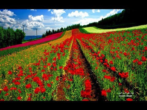 SIN MI DIOS NO SE VIVIR & AL PECHO LLEVO UNA CRUZ Canta: Jose Palacios Musica