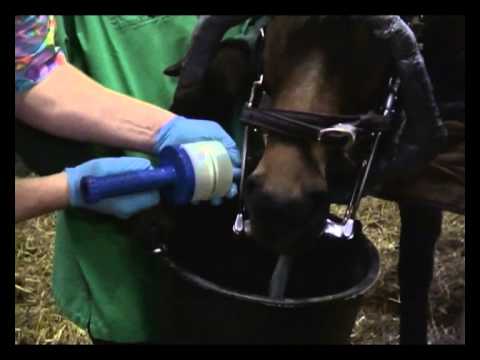 Zahnbehandlung am Pferd