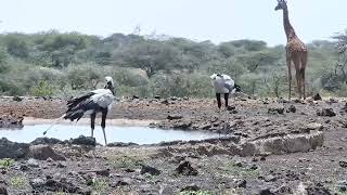 Beautiful Secretary Birds | Ranger Insights