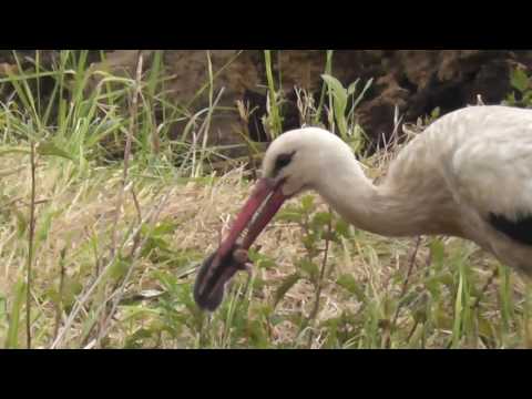 Golya es a vakondok gyors tortenete.