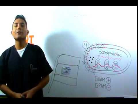 Antibióticos Generalidades Clasificación Fácil Con Mnemotecnias 4TA PARTE(FINAL)