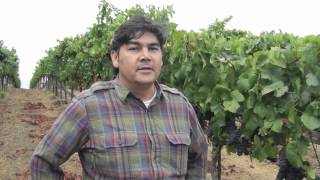 Mira Winery, Gustavo Gonzalez- Stanly Ranch Pinot Noir- Carneros