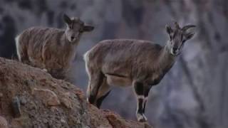 Great Himalayan National Park _Pride of Himachal Pradesh