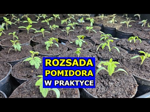 Rozsada Pomidorów W PRAKTYCE. Jak i kiedy siać Pomidory na Rozsadę. Siew Pikowanie Nawożenie Uprawa.