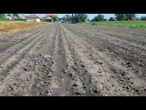 Postrna setva kukuruza.