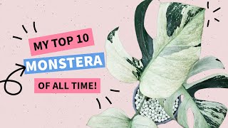 My TOP 10 Monstera of All Time!