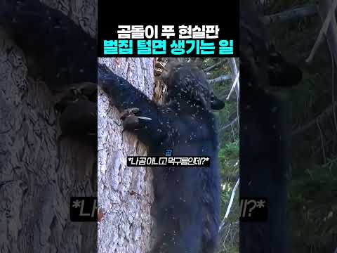 곰돌이 푸 현실판 벌집 털면 생기는 일