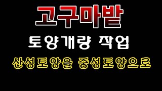 [텃밭농부 1,426]  고구마밭 토양개량 작업. 산성토양을 중성으로 환원. #고구마재배