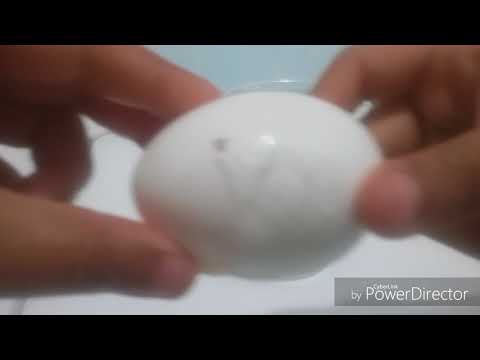 HOW TO MAKE  A HAMSTER FROM AN EGG!!!!! NOT CLICKBAIT