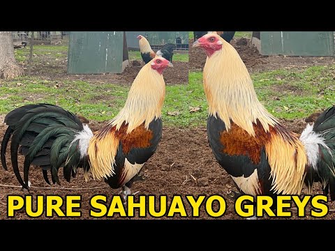 Pure Sahuayo Greys - Sahuayo Farm Beautiful Birds