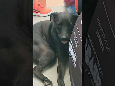 🐶Nosso amigo marcando presença no jogo de futebol em Ouvidor Go.❤️⚽💙Cãovidado ilustre e torcedor.