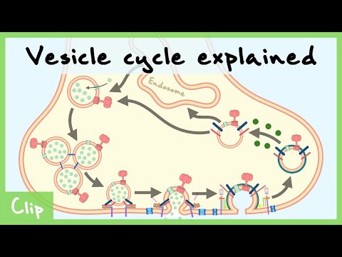 Vesicle Cycle Explained (& Clathrin-Mediated Endocytosis) | Clip