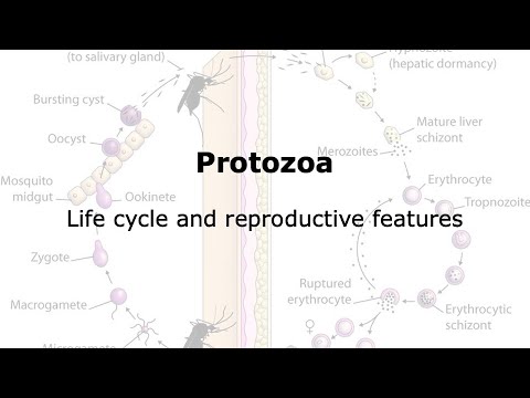 Life cycle of protozoa