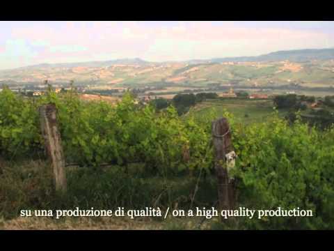 Fattoria Giuseppe Savini - dal 1949 viticoltori a Morro d'Oro