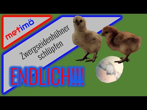 Zwergseidenhühner schlüpfen I metimö I MenschenTiereMöglichkeiten