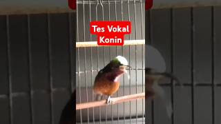 Download lagu KONIN GACOR TEMBAKAN MEWAH #kicaumania mp3