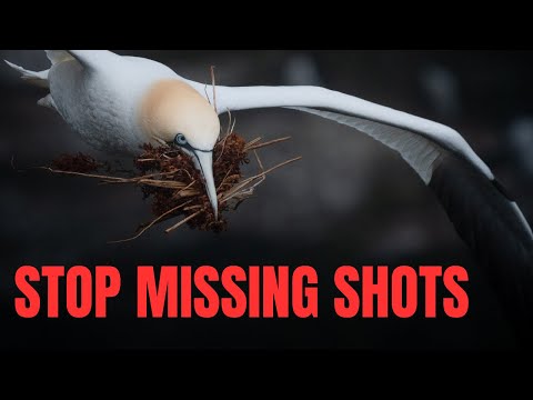 HOW TO PHOTOGRAPH BIRDS IN FLIGHT! (Tips for perfect shots every time)