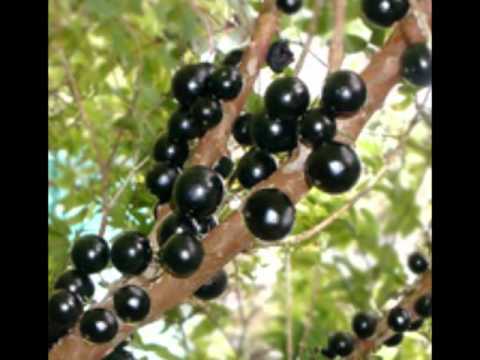 Jabuticaba video