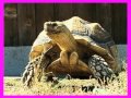T Is For Turtle 2017