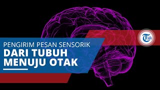 Talamus, Pengirim Pesan Sensorik Estafet dari Tubuh Menuju Otak