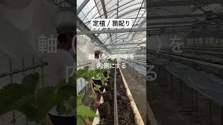 定植①苗を配る #いちご #農業 #農協