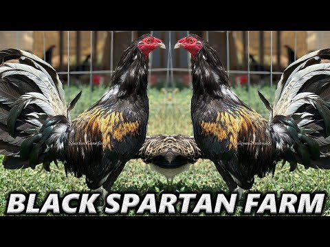 Beautiful Black Brassback Butcher Blue Grey SPARTAN Farm in California