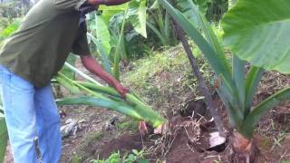 preview picture of video 'The Giant Taro plant! How big will their corms?'