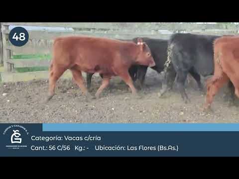 Lote VC C/Cria - Las Flores Bs AS