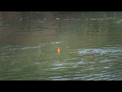 Winter Steelhead BOBBER DOWNS! January 2019