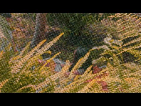 download lagu mp3 mp4 Love In The Cornhusks, download lagu Love In The Cornhusks gratis, unduh video klip Love In The Cornhusks