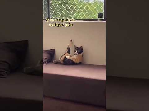 O ÁUDIO QUE ATRAI QUALQUER GATO #shorts #short #shortsvideo #gatosfofos #humor